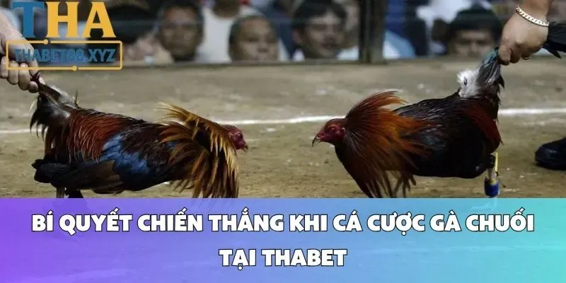 Bí Quyết Chiến Thắng Khi Cá Cược Gà Chuối Tại Thabet