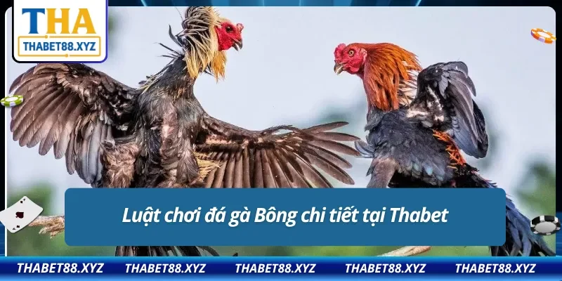 Hiểu rõ luật chơi về gà Bông để nắm chắc phần thắng