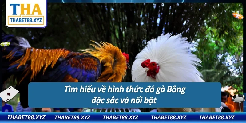 Chiến kê ngũ sắc nổi bật trong làng đá gà