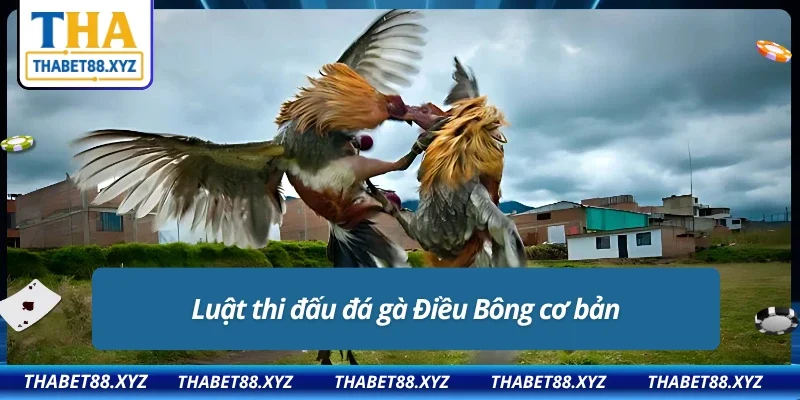 Nguyên tắc thi đấu đá gà Điều Bông bạn nên biết
