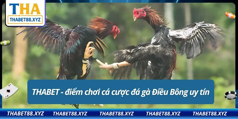 Cá cược đá gà Điều Bông an toàn tại THABET