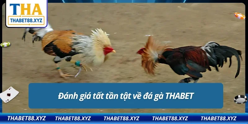 Review 4 ưu điểm nổi bật sảnh đá gà THABET