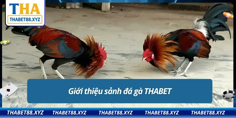 Tổng quan về sảnh đá gà THABET