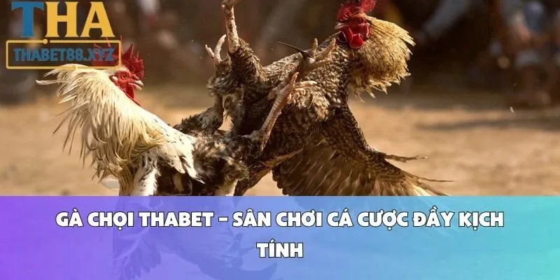 Gà Chọi Thabet – Sân Chơi Cá Cược Đầy Kịch Tính