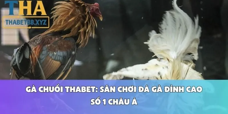 Gà Chuối Thabet: Sân Chơi Đá Gà Đỉnh Cao Số 1 Châu Á