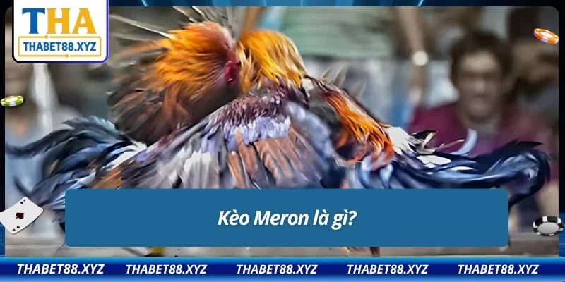 Giới thiệu kèo Meron trong đá gà