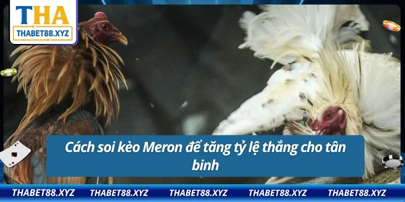 Bật mí 3 tips soi kèo Meron hiệu quả