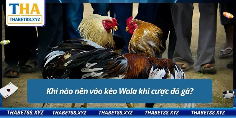 Thời điểm cược kèo Wala thích hợp cho tân thủ