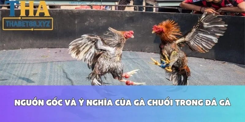 Nguồn Gốc và Ý Nghĩa Của Gà Chuối Trong Đá Gà