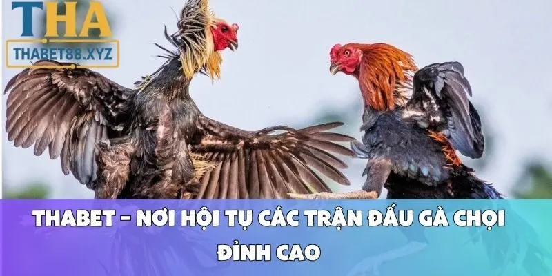 Thabet – Nơi Hội Tụ Các Trận Đấu Gà Chọi Đỉnh Cao