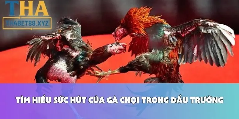 Tìm Hiểu Sức Hút Của Gà Chọi Trong Đấu Trường